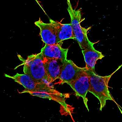 Immunocytochemistry/ Immunofluorescence: ATF4 Antibody (S360A-24) [NBP2-42176]