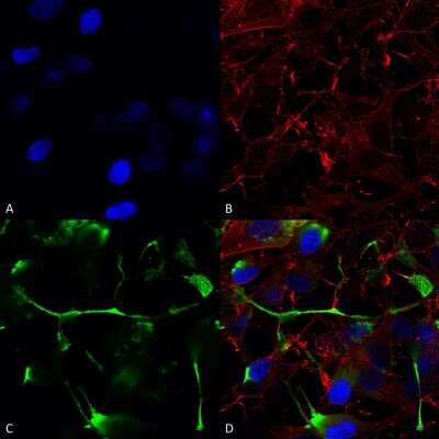 Immunocytochemistry/ Immunofluorescence: ATF4 Antibody (S360A-24) [NBP2-42176]