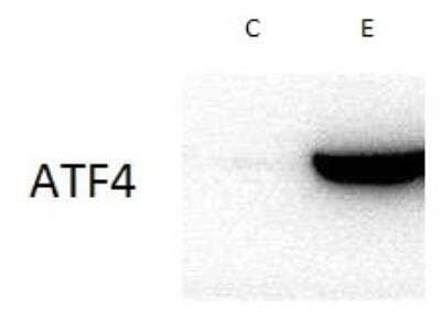 Western Blot: ATF4 Antibody [NB100-852]