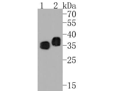 Western Blot: ATF5 Antibody (SD2099) [NBP2-67767]