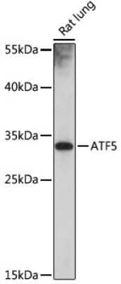 Western Blot: ATF5 AntibodyAzide and BSA Free [NBP2-92397]