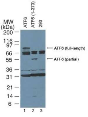 Western Blot: ATF6 Antibody (70B1413.1)Azide and BSA Free [NBP2-80583]