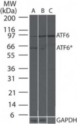 Western Blot: ATF6 Antibody (70B1413.1)BSA Free [NBP1-40256]