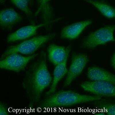 Immunocytochemistry/ Immunofluorescence: ATF6 Antibody - BSA Free [NBP1-75478]