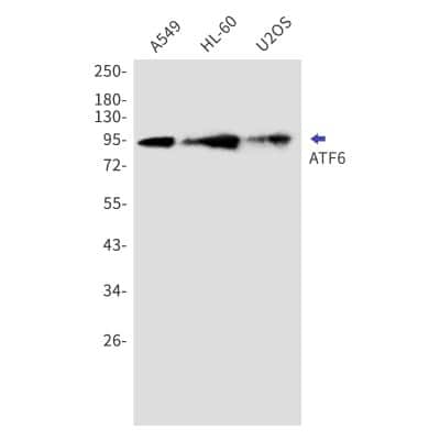 Western Blot: ATF6 Antibody (S05-4E7) [NBP3-14903]