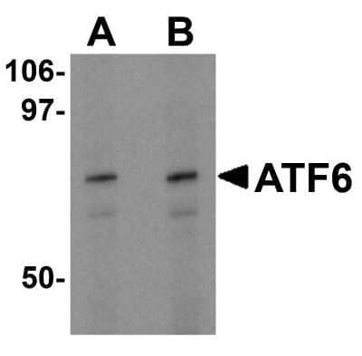 Western Blot: ATF6 AntibodyBSA Free [NBP1-76675]