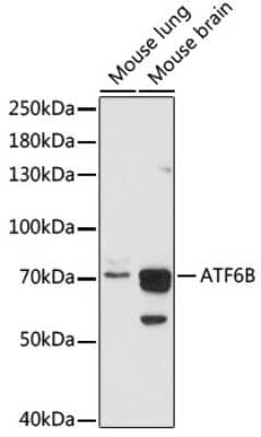 Western Blot: ATF6 beta AntibodyAzide and BSA Free [NBP2-92340]