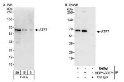 Immunoprecipitation: ATF7 Antibody [NBP1-30071]