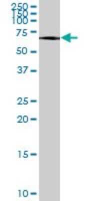 Western Blot: ATF7 Antibody [H00011016-B01P]