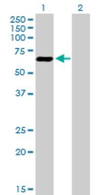 Western Blot: ATF7 Antibody [H00011016-B01P]