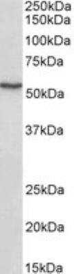 Western Blot: ATF7 Antibody [NB300-899]