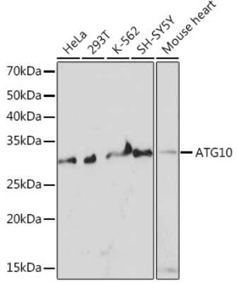 Western Blot: ATG10 Antibody (2Q3Q3) [NBP3-16649]