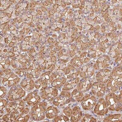 Immunohistochemistry-Paraffin: ATG10 Antibody [NBP2-38524]