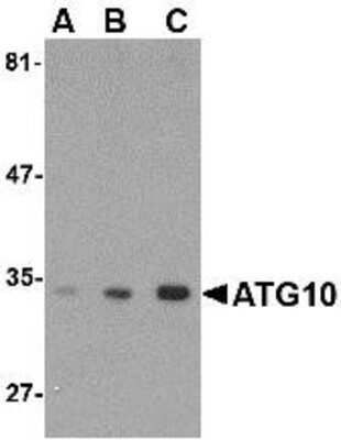 Western Blot: ATG10 AntibodyBSA Free [NBP1-76386]