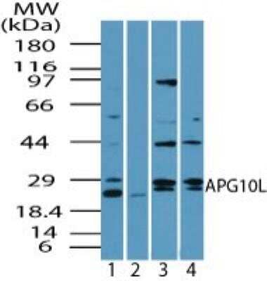 Western Blot: ATG10 Antibody [NBP2-24594]