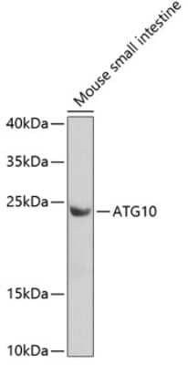 Western Blot: ATG10 AntibodyAzide and BSA Free [NBP2-92493]