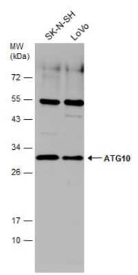 Western Blot: ATG10 Antibody [NBP3-13109]