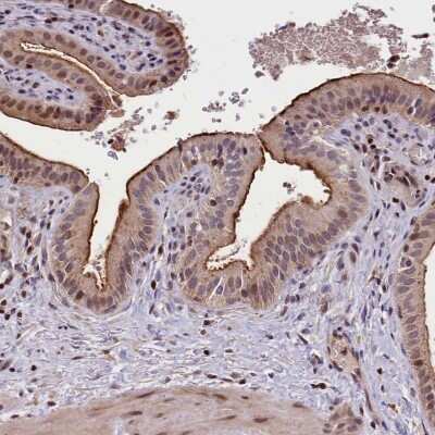 Immunohistochemistry-Paraffin: ATG101 Antibody [NBP1-88877]