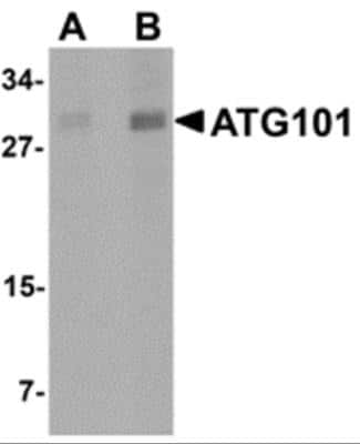 Western Blot: ATG101 AntibodyBSA Free [NBP2-81705]