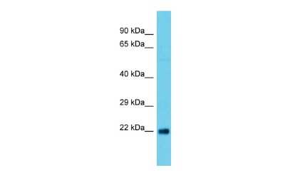 Western Blot: ATG101 Antibody [NBP2-82699]