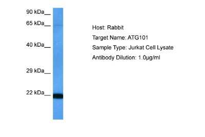 Western Blot: ATG101 Antibody [NBP2-82701]