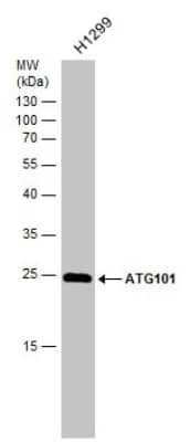 Western Blot: ATG101 Antibody [NBP3-13107]