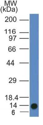 Western Blot: ATG11 Antibody (7C2NB)Azide and BSA Free [NBP2-80585]