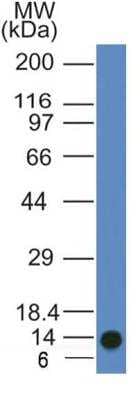 Western Blot: ATG11 Antibody (7C2NB) [NBP2-47124]