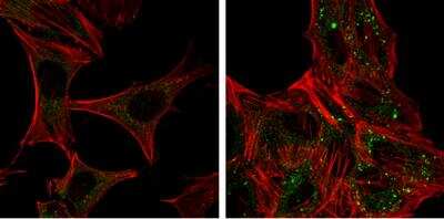 Immunocytochemistry/ Immunofluorescence: ATG12 Antibody (166) [NBP2-43781]
