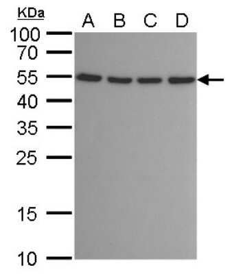 Western Blot: ATG12 Antibody (166) [NBP2-43781]