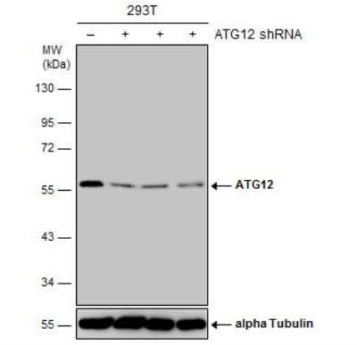 Western Blot: ATG12 Antibody (166) [NBP2-43781]