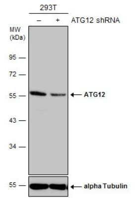 Western Blot: ATG12 Antibody (9411) [NBP2-43753]