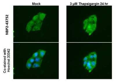 Immunocytochemistry/ Immunofluorescence: ATG12 Antibody (948) [NBP2-43752]