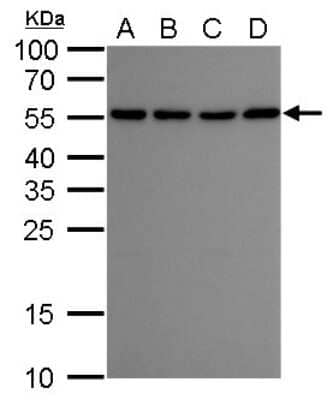 Western Blot: ATG12 Antibody (948) [NBP2-43752]