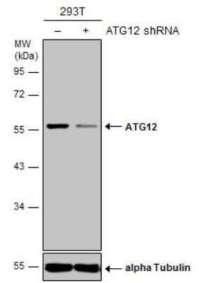Western Blot: ATG12 Antibody (948) [NBP2-43752]