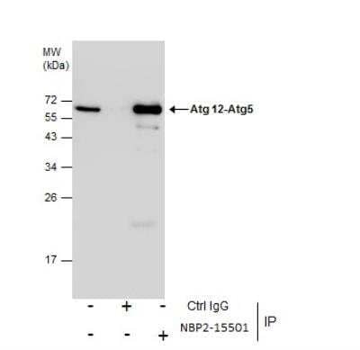 Immunoprecipitation: ATG12 Antibody [NBP2-15501]