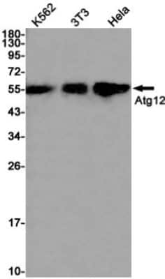 Western Blot: ATG12 Antibody (S08-2F4) [NBP3-15002]