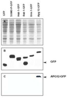 Western Blot: ATG12 Antibody [NB600-603]