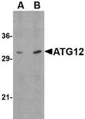 Western Blot: ATG12 AntibodyBSA Free [NBP1-76860]