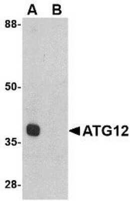 Western Blot: ATG12 AntibodyBSA Free [NBP1-76861]