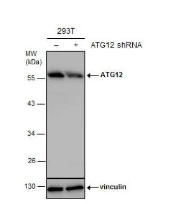 Western Blot: ATG12 Antibody [NBP2-15501]