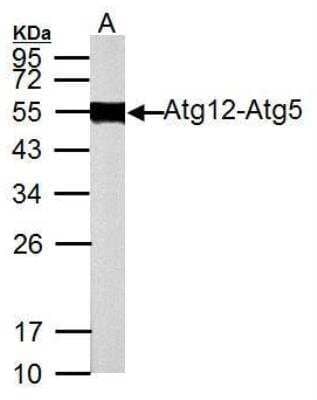 Western Blot: ATG12 Antibody [NBP2-15501]