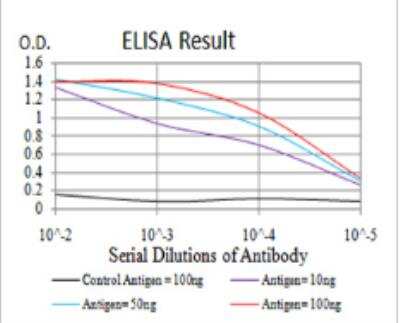ELISA: ATG13 Antibody (3E4C8) - BSA Free [NBP2-52419]