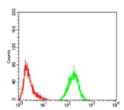 Flow Cytometry: ATG13 Antibody (3E4C8) - BSA Free [NBP2-52419]