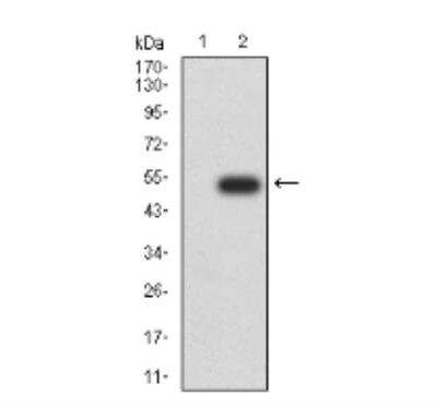 Western Blot: ATG13 Antibody (3E4C8)BSA Free [NBP2-52419]