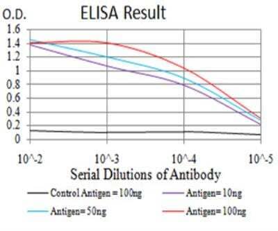 ELISA: ATG13 Antibody (6B2E12) - BSA Free [NBP2-52418]