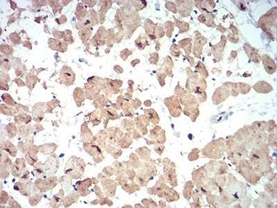 Immunohistochemistry: ATG13 Antibody (6B2E12) - BSA Free [NBP2-52418]