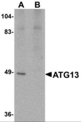 Western Blot: ATG13 AntibodyBSA Free [NBP2-82074]