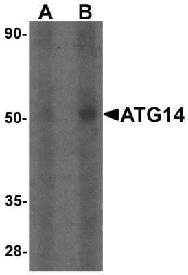 Western Blot: ATG14 AntibodyBSA Free [NBP2-36445]