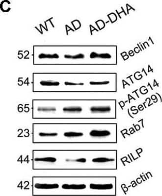 Western Blot: ATG14 AntibodyBSA Free [NBP2-36445]